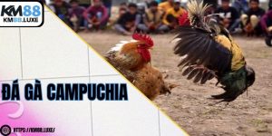 Đá gà campuchia – Cập nhật nhanh nhất hôm nay