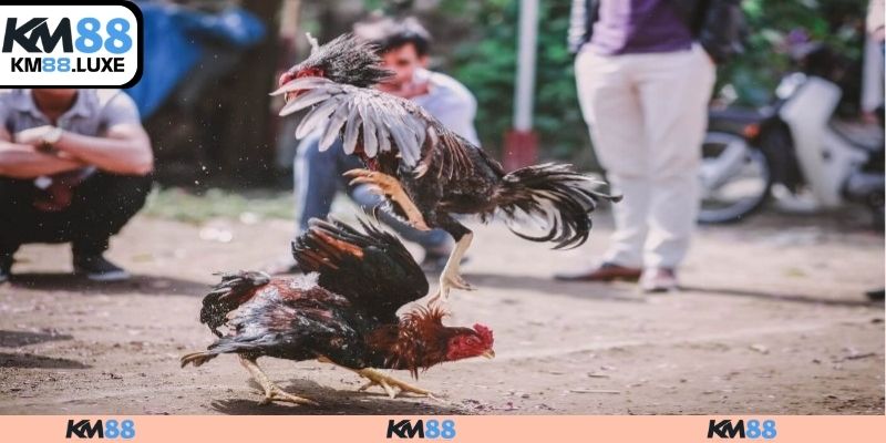 Các lợi ích khi xem đá gà campuchia online