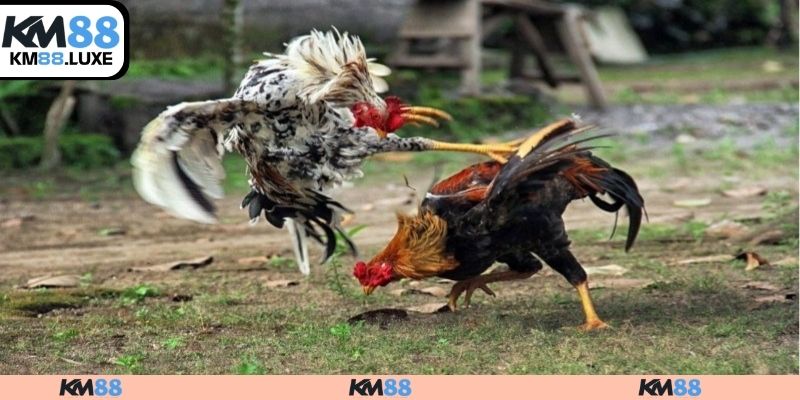 Tổng quan về đá gà campuchia