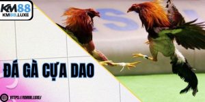 Đá gà cựa dao – Căng não từng phút, thắng thua trong tầm mắt